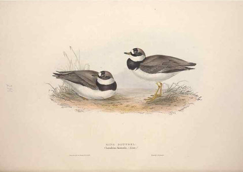 Reproducción/Reproduction 39813051243: The birds of Europe.. London,Printed by R. and J.E. Taylor, pub. by the author,1837.. 