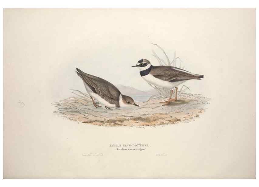 Reproducción/Reproduction 46725682832: The birds of Europe.. London,Printed by R. and J.E. Taylor, pub. by the author,1837.. 