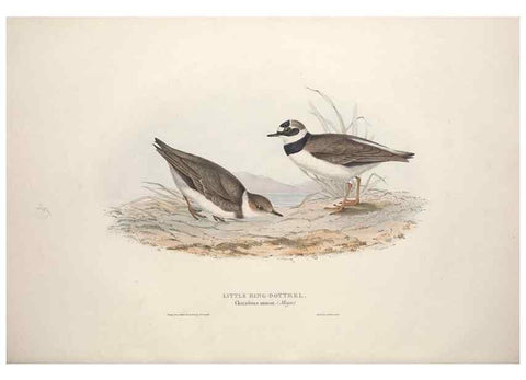 Reproducción/Reproduction 46725682832: The birds of Europe.. London,Printed by R. and J.E. Taylor, pub. by the author,1837.. 