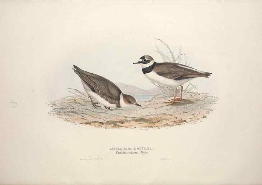 Reproducción/Reproduction 46725682832: The birds of Europe.. London,Printed by R. and J.E. Taylor, pub. by the author,1837.. 