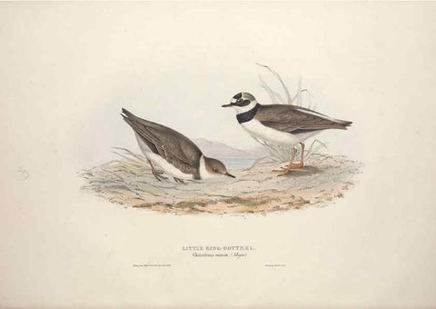 Reproducción/Reproduction 46725682832: The birds of Europe.. London,Printed by R. and J.E. Taylor, pub. by the author,1837.. 