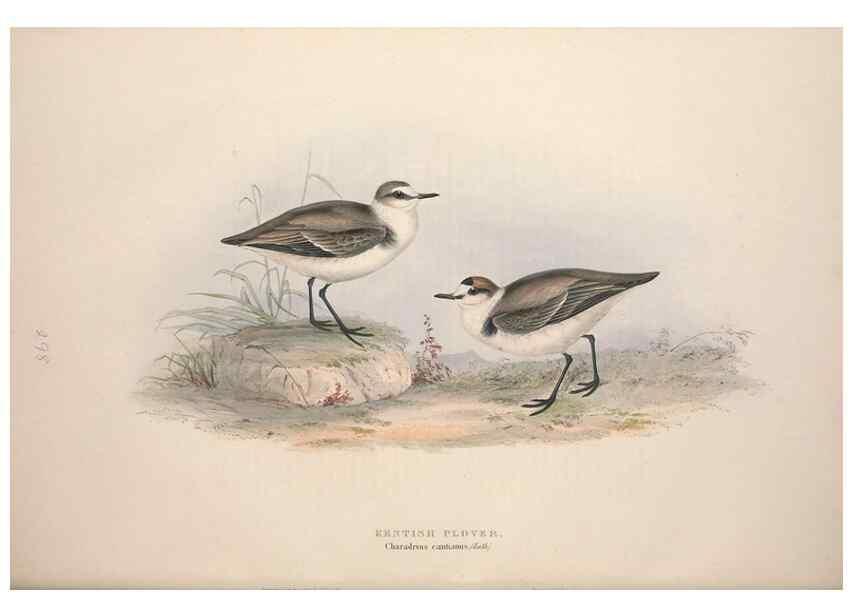 Reproducción/Reproduction 32902728508: The birds of Europe.. London,Printed by R. and J.E. Taylor, pub. by the author,1837.. 