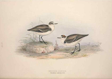Reproducción/Reproduction 32902728508: The birds of Europe.. London,Printed by R. and J.E. Taylor, pub. by the author,1837.. 