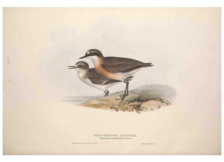 Reproducción/Reproduction 39813054553: The birds of Europe.. London,Printed by R. and J.E. Taylor, pub. by the author,1837.. 