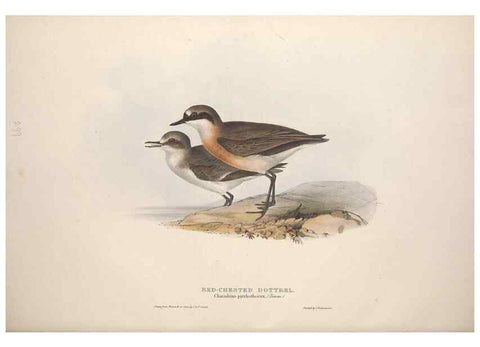 Reproducción/Reproduction 39813054553: The birds of Europe.. London,Printed by R. and J.E. Taylor, pub. by the author,1837.. 