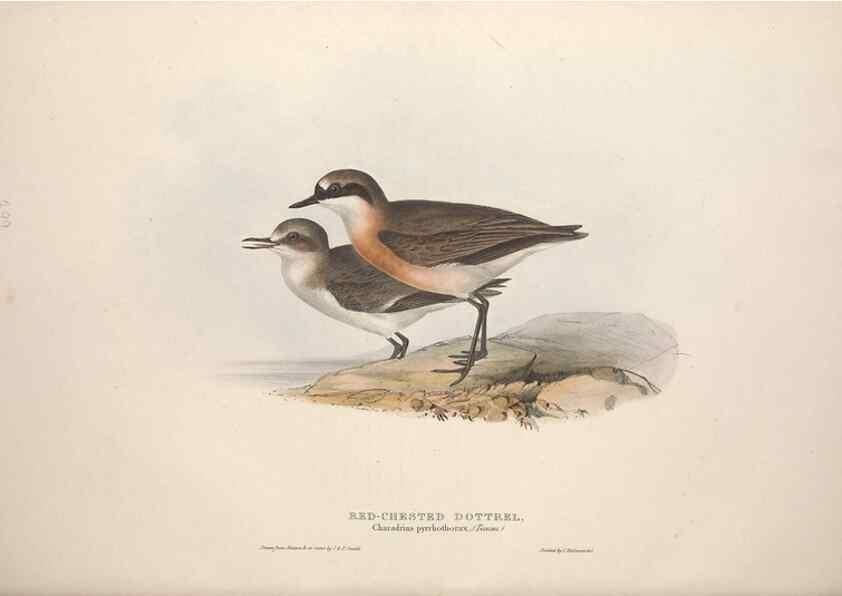 Reproducción/Reproduction 39813054553: The birds of Europe.. London,Printed by R. and J.E. Taylor, pub. by the author,1837.. 
