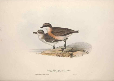 Reproducción/Reproduction 39813054553: The birds of Europe.. London,Printed by R. and J.E. Taylor, pub. by the author,1837.. 
