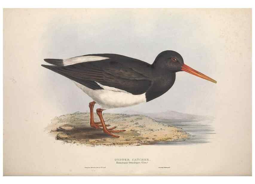 Reproducción/Reproduction 45863314205: The birds of Europe.. London,Printed by R. and J.E. Taylor, pub. by the author,1837.. 
