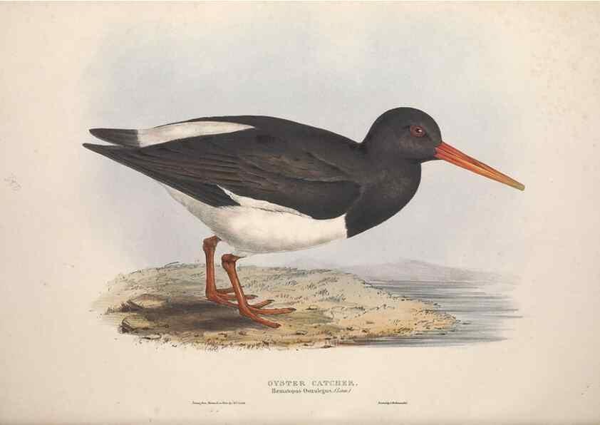 Reproducción/Reproduction 45863314205: The birds of Europe.. London,Printed by R. and J.E. Taylor, pub. by the author,1837.. 