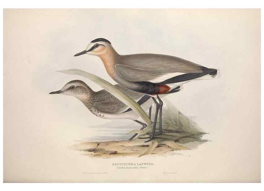 Reproducción/Reproduction 39813046223: The birds of Europe.. London,Printed by R. and J.E. Taylor, pub. by the author,1837.. 
