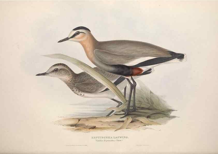Reproducción/Reproduction 39813046223: The birds of Europe.. London,Printed by R. and J.E. Taylor, pub. by the author,1837.. 