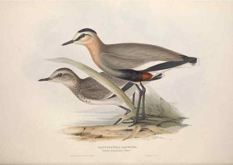 Reproducción/Reproduction 39813046223: The birds of Europe.. London,Printed by R. and J.E. Taylor, pub. by the author,1837.. 