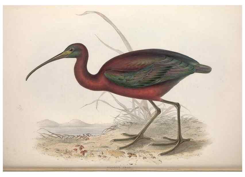 Reproducción/Reproduction 32902730208: The birds of Europe.. London,Printed by R. and J.E. Taylor, pub. by the author,1837.. 