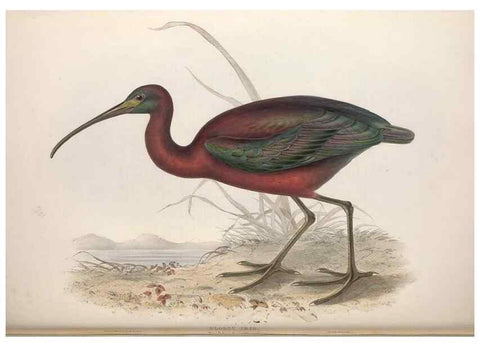 Reproducción/Reproduction 32902730208: The birds of Europe.. London,Printed by R. and J.E. Taylor, pub. by the author,1837.. 