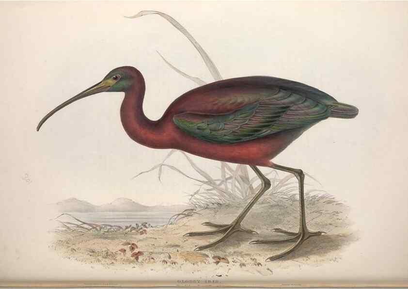 Reproducción/Reproduction 32902730208: The birds of Europe.. London,Printed by R. and J.E. Taylor, pub. by the author,1837.. 