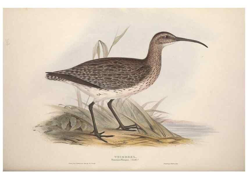 Reproducción/Reproduction 31836627497: The birds of Europe.. London,Printed by R. and J.E. Taylor, pub. by the author,1837.. 