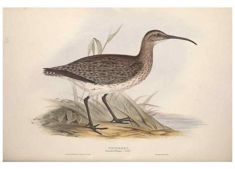 Reproducción/Reproduction 31836627497: The birds of Europe.. London,Printed by R. and J.E. Taylor, pub. by the author,1837.. 