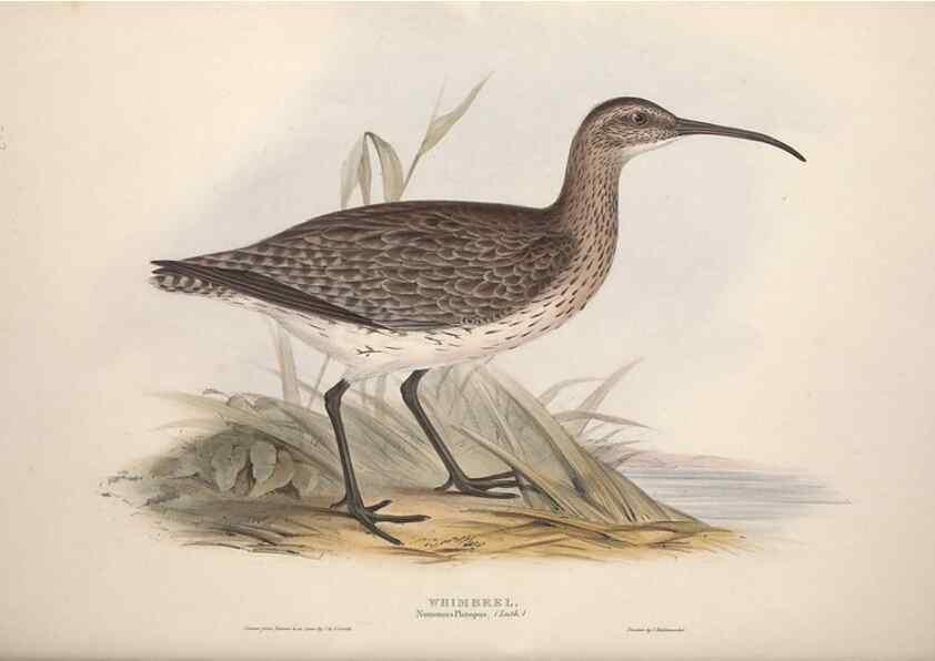 Reproducción/Reproduction 31836627497: The birds of Europe.. London,Printed by R. and J.E. Taylor, pub. by the author,1837.. 