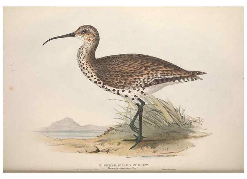 Reproducción/Reproduction 46725691942: The birds of Europe.. London,Printed by R. and J.E. Taylor, pub. by the author,1837.. 