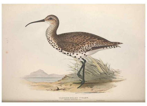 Reproducción/Reproduction 46725691942: The birds of Europe.. London,Printed by R. and J.E. Taylor, pub. by the author,1837.. 