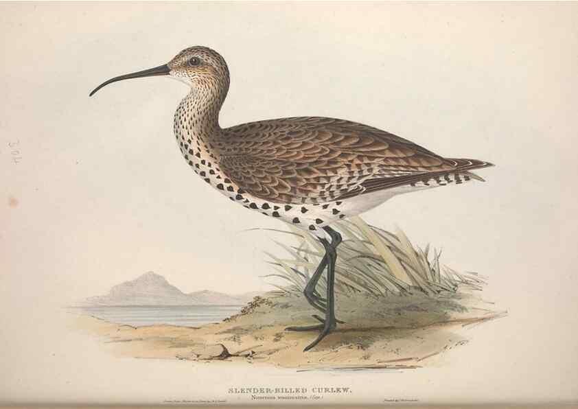 Reproducción/Reproduction 46725691942: The birds of Europe.. London,Printed by R. and J.E. Taylor, pub. by the author,1837.. 