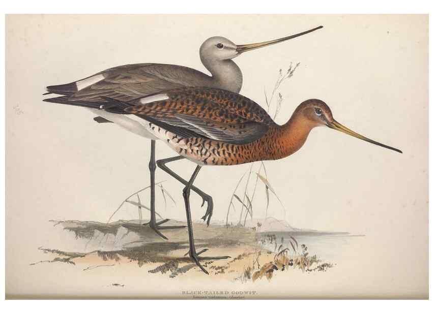 Reproducción/Reproduction 45863319565: The birds of Europe.. London,Printed by R. and J.E. Taylor, pub. by the author,1837.. 