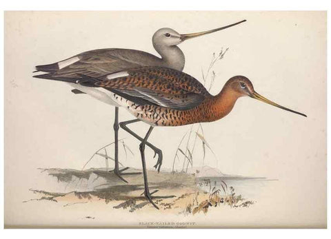 Reproducción/Reproduction 45863319565: The birds of Europe.. London,Printed by R. and J.E. Taylor, pub. by the author,1837.. 