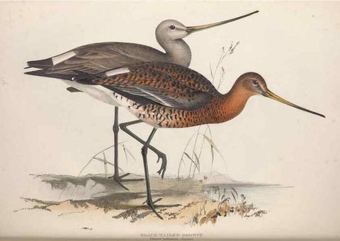 Reproducción/Reproduction 45863319565: The birds of Europe.. London,Printed by R. and J.E. Taylor, pub. by the author,1837.. 
