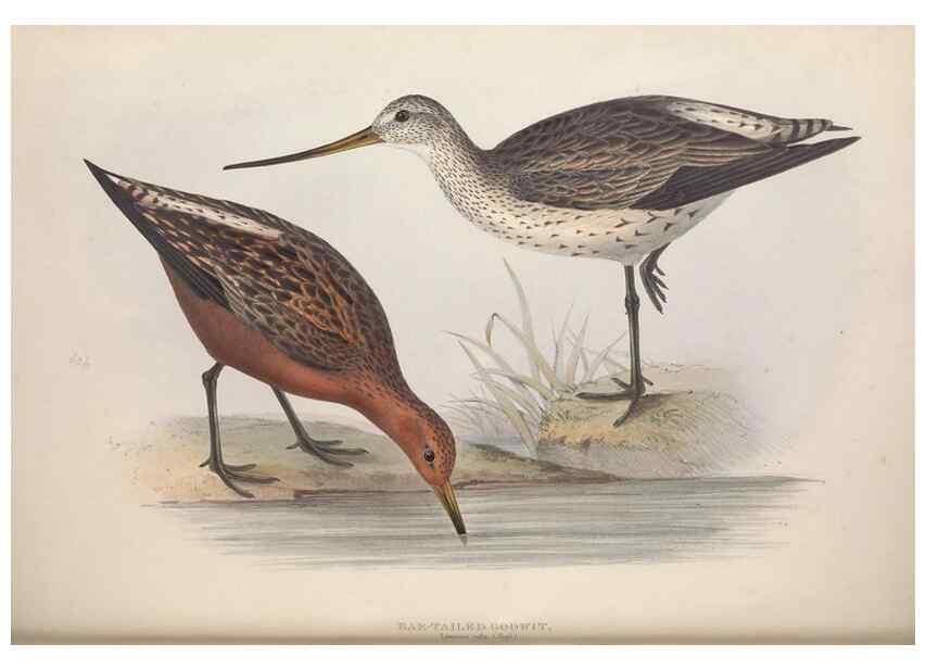Reproducción/Reproduction 45863320595: The birds of Europe.. London,Printed by R. and J.E. Taylor, pub. by the author,1837.. 