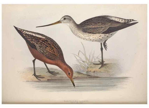 Reproducción/Reproduction 45863320595: The birds of Europe.. London,Printed by R. and J.E. Taylor, pub. by the author,1837.. 