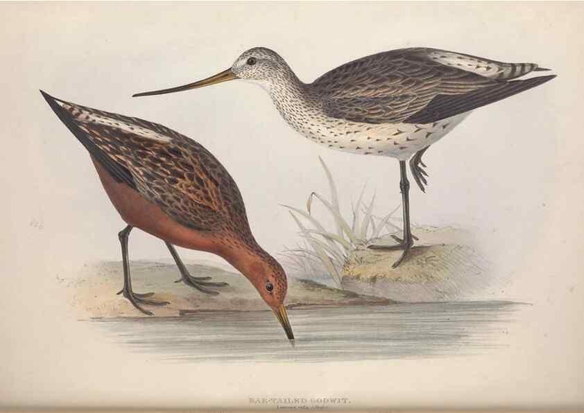 Reproducción/Reproduction 45863320595: The birds of Europe.. London,Printed by R. and J.E. Taylor, pub. by the author,1837.. 