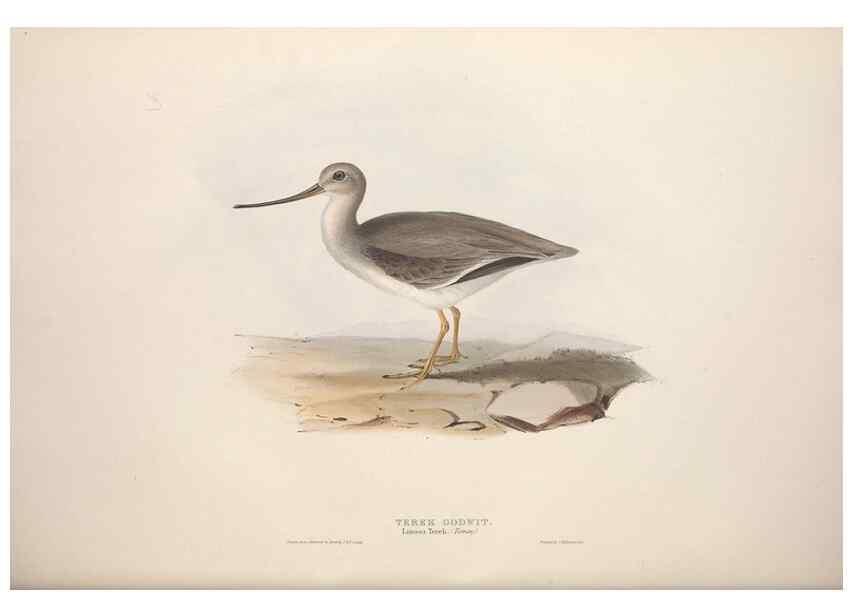 Reproducción/Reproduction 46778439051: The birds of Europe.. London,Printed by R. and J.E. Taylor, pub. by the author,1837.. 
