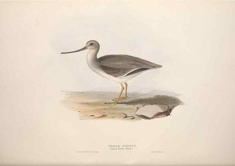 Reproducción/Reproduction 46778439051: The birds of Europe.. London,Printed by R. and J.E. Taylor, pub. by the author,1837.. 