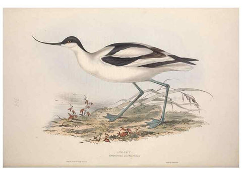 Reproducción/Reproduction 39813064683: The birds of Europe.. London,Printed by R. and J.E. Taylor, pub. by the author,1837.. 