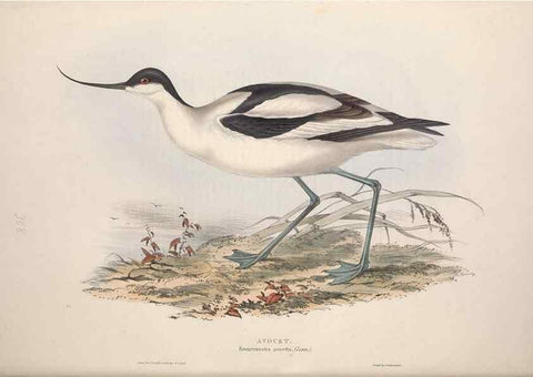 Reproducción/Reproduction 39813064683: The birds of Europe.. London,Printed by R. and J.E. Taylor, pub. by the author,1837.. 