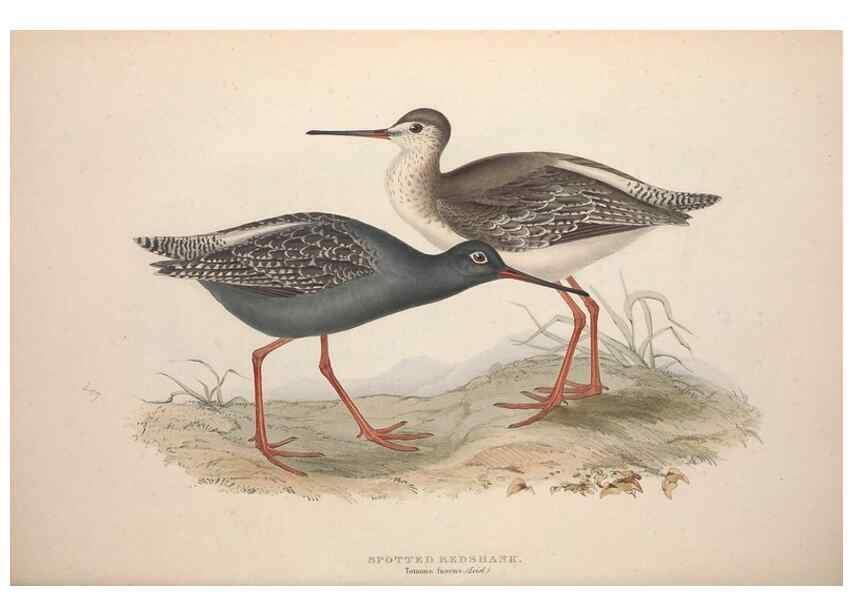 Reproducción/Reproduction 46778440381: The birds of Europe.. London,Printed by R. and J.E. Taylor, pub. by the author,1837.. 