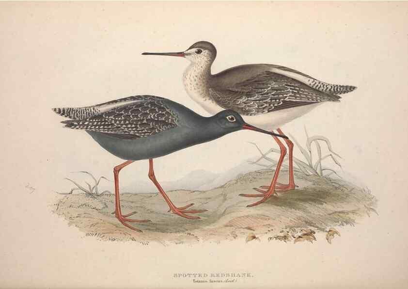 Reproducción/Reproduction 46778440381: The birds of Europe.. London,Printed by R. and J.E. Taylor, pub. by the author,1837.. 