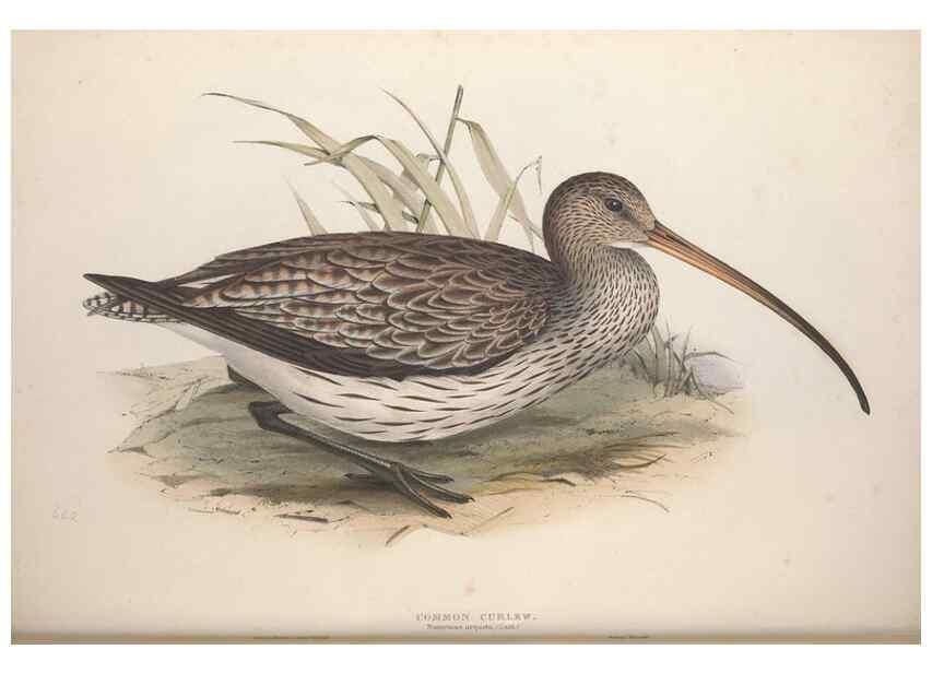 Reproducción/Reproduction 46725689012: The birds of Europe.. London,Printed by R. and J.E. Taylor, pub. by the author,1837.. 