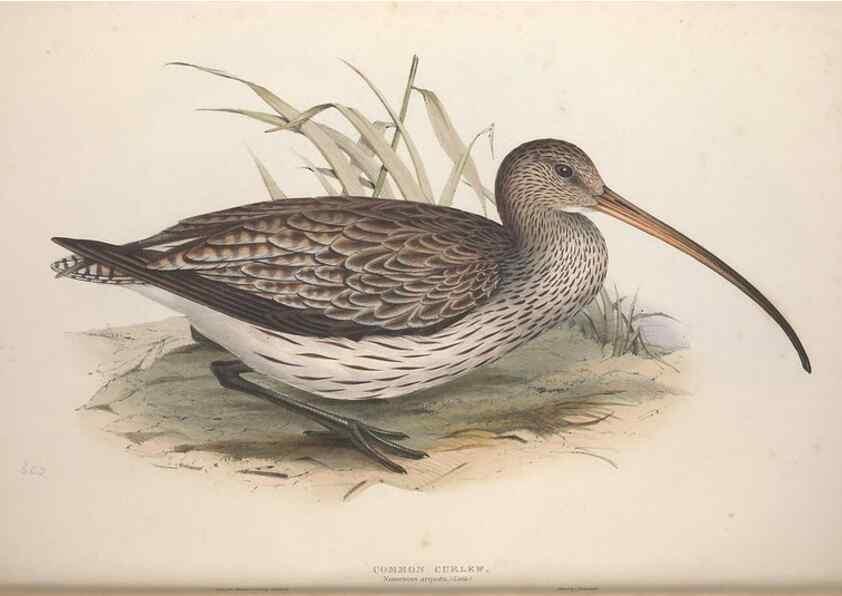 Reproducción/Reproduction 46725689012: The birds of Europe.. London,Printed by R. and J.E. Taylor, pub. by the author,1837.. 