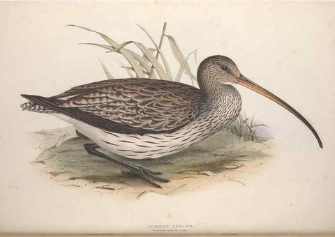 Reproducción/Reproduction 46725689012: The birds of Europe.. London,Printed by R. and J.E. Taylor, pub. by the author,1837.. 