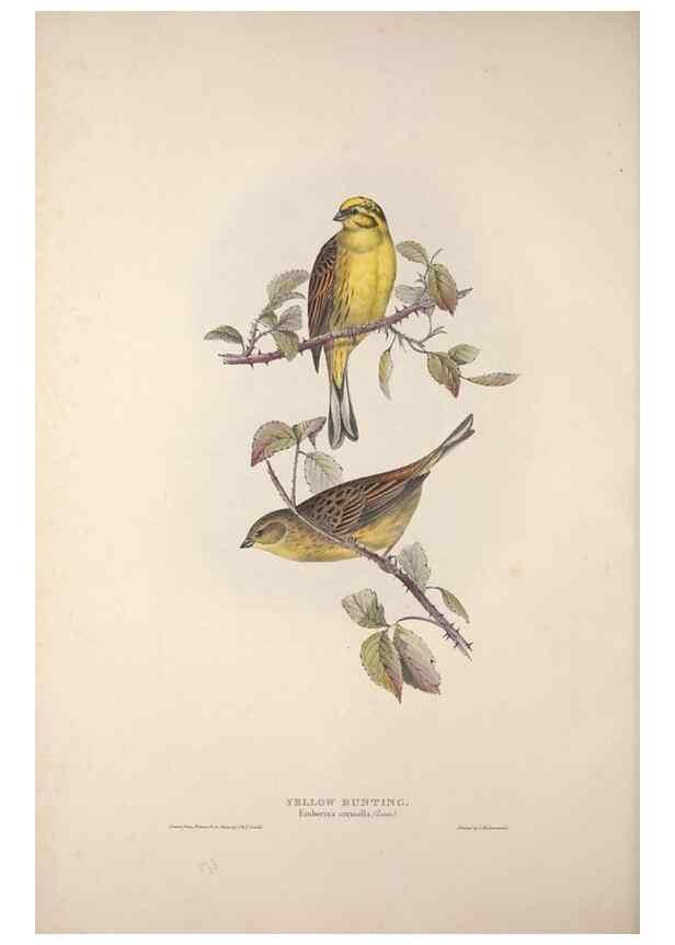 Reproducción/Reproduction 39812497433: The birds of Europe.. London,Printed by R. and J.E. Taylor, pub. by the author,1837.. 