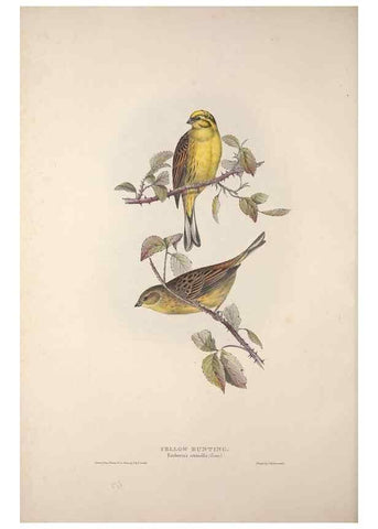 Reproducción/Reproduction 39812497433: The birds of Europe.. London,Printed by R. and J.E. Taylor, pub. by the author,1837.. 