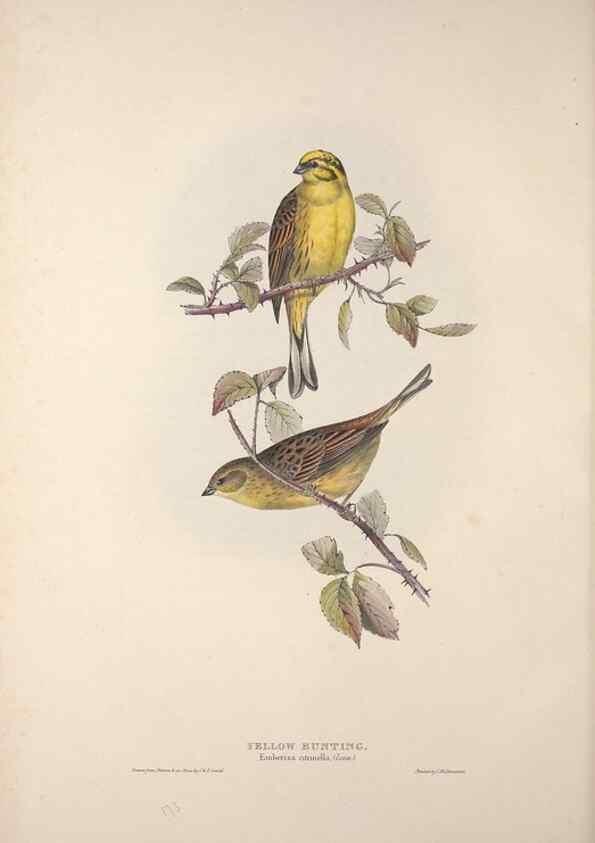 Reproducción/Reproduction 39812497433: The birds of Europe.. London,Printed by R. and J.E. Taylor, pub. by the author,1837.. 