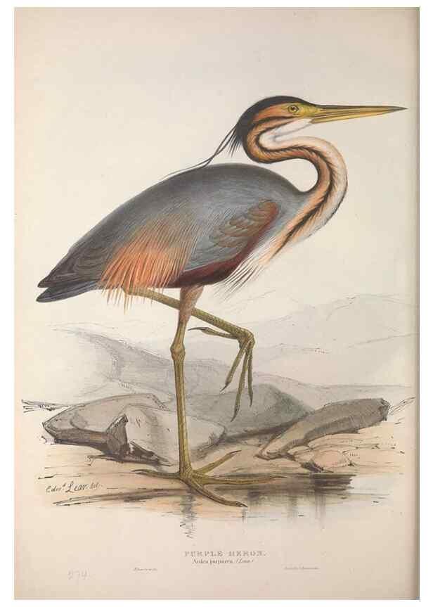 Reproducción/Reproduction 46052981814: The birds of Europe.. London,Printed by R. and J.E. Taylor, pub. by the author,1837.. 