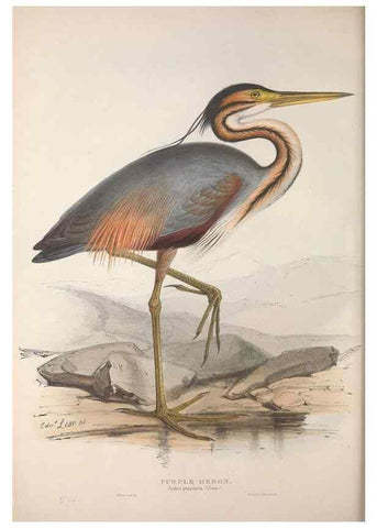 Reproducción/Reproduction 46052981814: The birds of Europe.. London,Printed by R. and J.E. Taylor, pub. by the author,1837.. 
