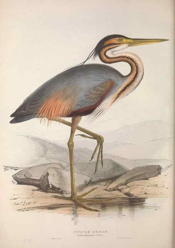 Reproducción/Reproduction 46052981814: The birds of Europe.. London,Printed by R. and J.E. Taylor, pub. by the author,1837.. 