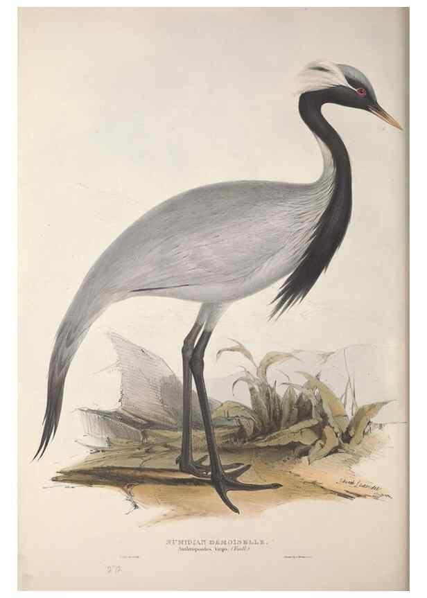 Reproducción/Reproduction 31836331337: The birds of Europe.. London,Printed by R. and J.E. Taylor, pub. by the author,1837.. 