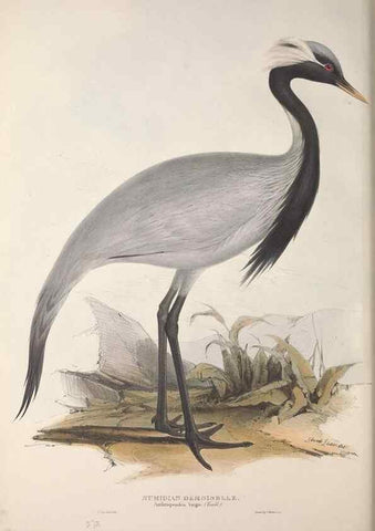 Reproducción/Reproduction 31836331337: The birds of Europe.. London,Printed by R. and J.E. Taylor, pub. by the author,1837.. 