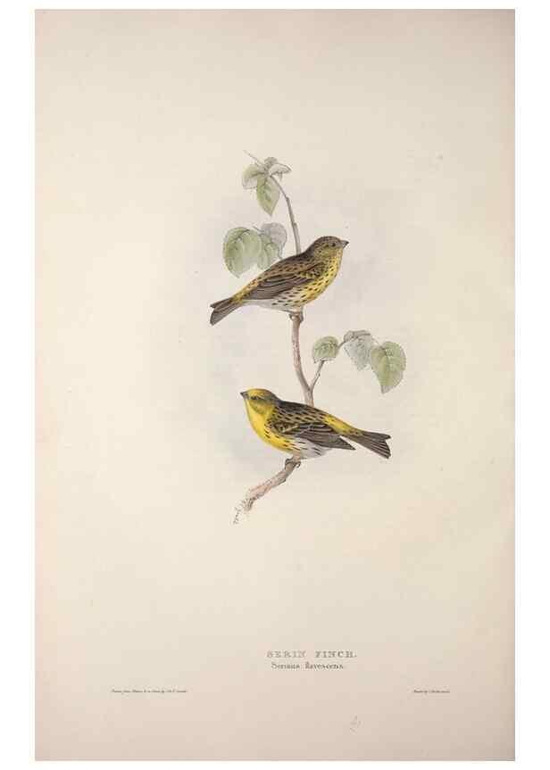 Reproducción/Reproduction 45862799985: The birds of Europe.. London,Printed by R. and J.E. Taylor, pub. by the author,1837.. 