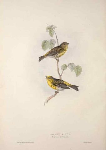 Reproducción/Reproduction 45862799985: The birds of Europe.. London,Printed by R. and J.E. Taylor, pub. by the author,1837.. 